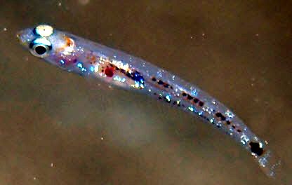 Pseudaphia ferreri_05